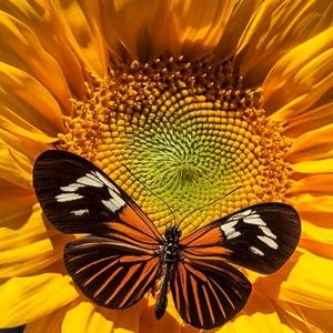 Meet your Posher, Tami